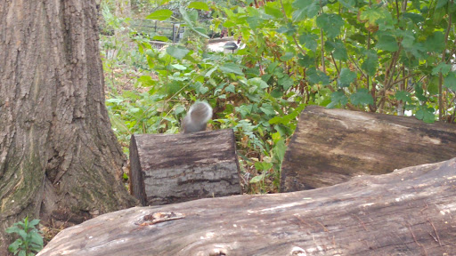 National Park «Hamilton Grange National Memorial», reviews and photos, 414 W 141st St, New York, NY 10031, USA