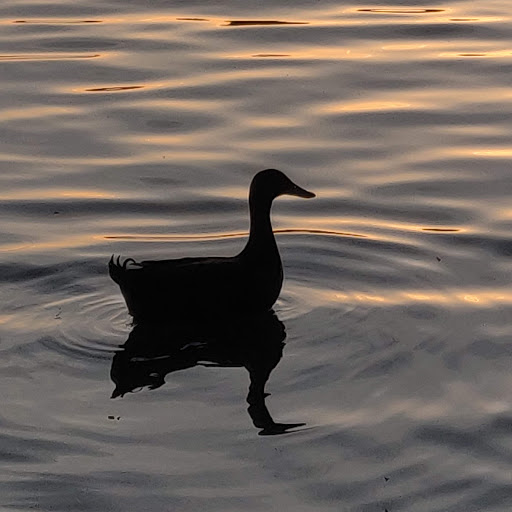 Park «Ferguson Park», reviews and photos, 1330 Ferguson Park Rd, Snohomish, WA 98290, USA