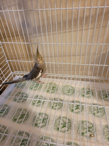 Bird Shop «Wholesale Bird & Cage LLC», reviews and photos, 1805 Ford Ln, St Charles, MO 63303, USA