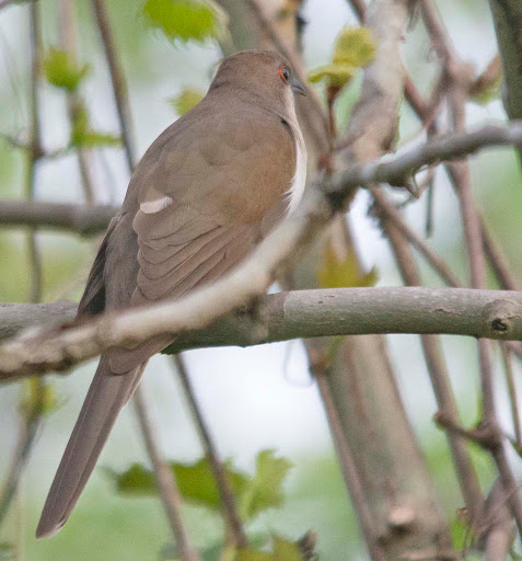 Nature Preserve «Governor Bridge Natural Area», reviews and photos, 7600 Governor Bridge Rd, Bowie, MD 20716, USA
