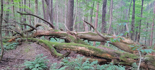 Nature Preserve «Lime Hollow Center for Environment and Culture», reviews and photos, 338 McLean Rd, Cortland, NY 13045, USA