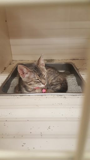 Pet Supply Store «Petco Animal Supplies», reviews and photos, 3444 S Mooney Blvd, Visalia, CA 93277, USA