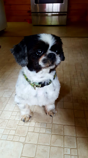 Pet Groomer «Bows & Bandanas Pet Salon», reviews and photos, 7019 NY-56, Potsdam, NY 13676, USA