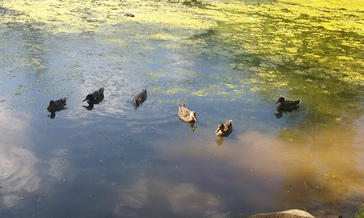 Golf Course «Keney Park Golf Course», reviews and photos, 171 Windsor Ave, Windsor, CT 06095, USA