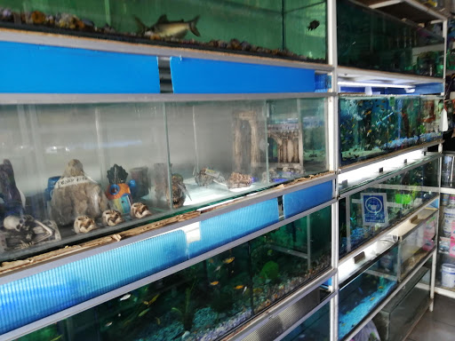 Tienda especializada en acuarios Aguascalientes