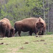 Bison Exhibit