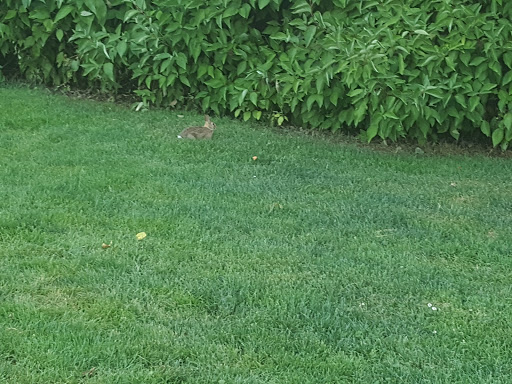Park «Crossroads Water Spray Playground», reviews and photos, 999 165th Ave NE, Bellevue, WA 98008, USA