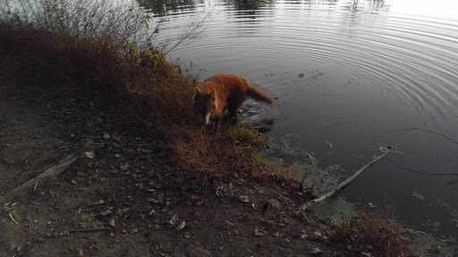 Tourist Attraction «Loop Island Wetlands», reviews and photos, 2200 E Main St, New Albany, IN 47150, USA