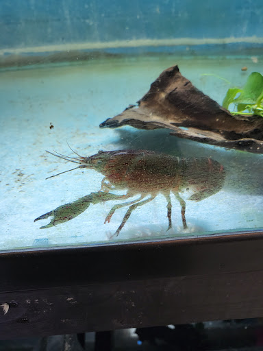 Aquarium «Skoolz of Fish», reviews and photos, 1503 Chamberlayne Ave, Richmond, VA 23222, USA