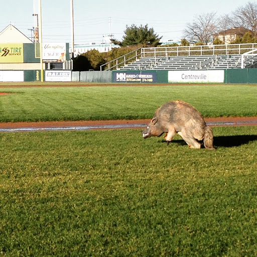 Stadium «McCoy Stadium», reviews and photos, 1 Columbus Ave, Pawtucket, RI 02860, USA