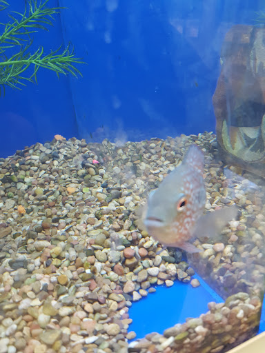 Pet Supply Store «PetSmart», reviews and photos, 10600 Melody Dr, Northglenn, CO 80234, USA