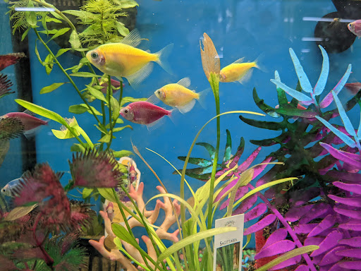 Pet Supply Store «Pet Supplies Plus», reviews and photos, 5708 State St, Saginaw, MI 48603, USA