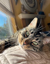 Fluffed Petcare - Photo 9 - Car repair in , Santa Cruz