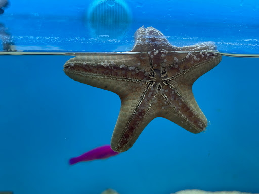 Pet Supply Store «Petco Animal Supplies», reviews and photos, 3000 Gateway St #220, Springfield, OR 97477, USA