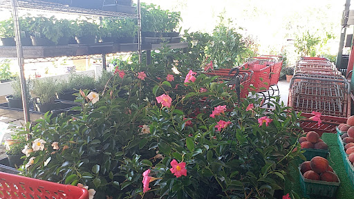 Produce Market «Nelson Family Farms», reviews and photos, 875 W Midway Rd, Fort Pierce, FL 34982, USA