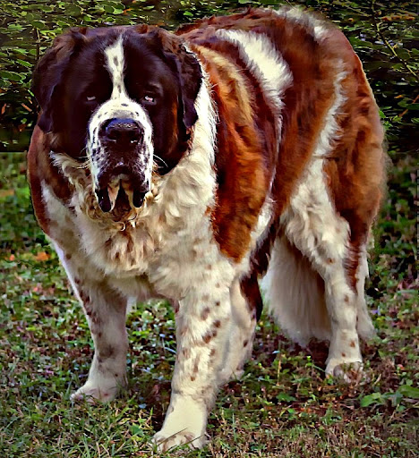 Pet Supply Store «Largo Feed & Garden Supply Inc», reviews and photos, 210 W Bay Dr, Largo, FL 33770, USA