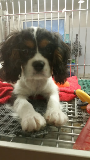 Pet Store «Pets Plus Inc», reviews and photos, 2610 Jefferson Davis Hwy, Stafford, VA 22554, USA