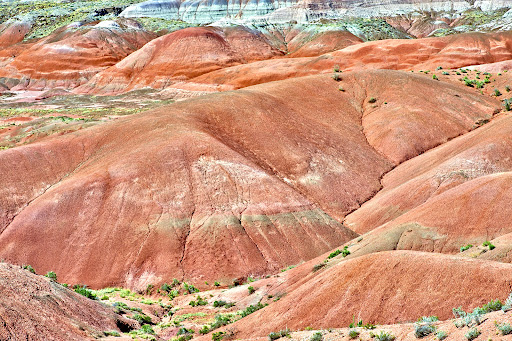National Park «Petrified Forest National Park», reviews and photos