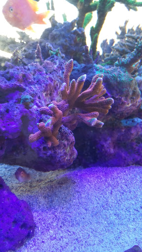 Tropical Fish Store «Advanced Marine Aquatics», reviews and photos, 1083 Willis Ave, Albertson, NY 11507, USA