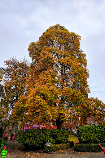 Museum «Deepwood Museum & Gardens», reviews and photos, 1116 Mission St SE, Salem, OR 97302, USA