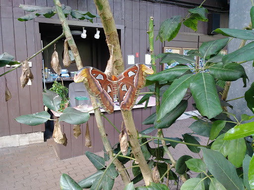 Garden «The Butterfly Place», reviews and photos, 120 Tyngsboro Rd, Westford, MA 01886, USA