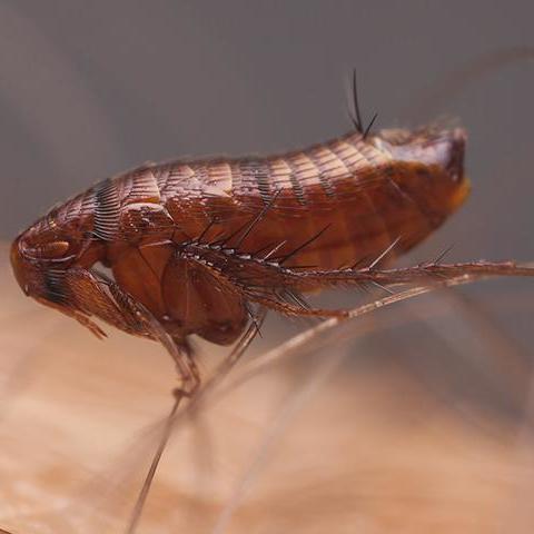 Pest Control Service «Accurate Termite & Pest Solutions», reviews and photos