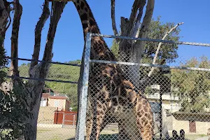 Naples Zoo image