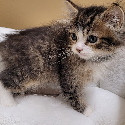 Pet Store «PV Pets», reviews and photos, 233 S Broadway, Pennsville, NJ 08070, USA