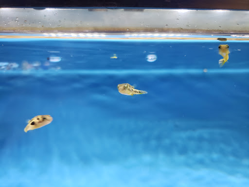 Tropical Fish Store «All Things Aquariums», reviews and photos, 30789 SW Boones Ferry Rd k, Wilsonville, OR 97070, USA