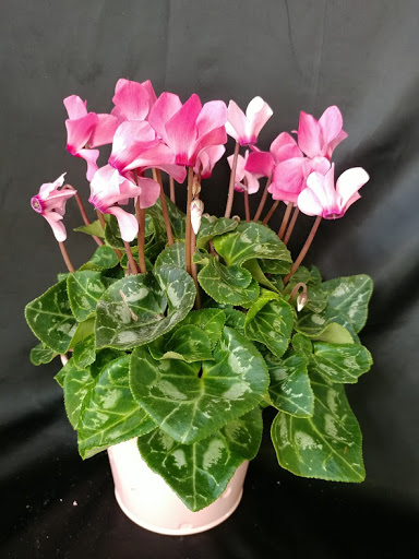 Florist «Flower Hut», reviews and photos, 6300 E Independence Blvd, Charlotte, NC 28212, USA