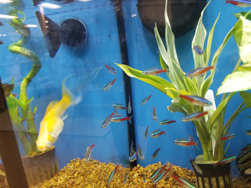 Pet Supply Store «Petco Animal Supplies», reviews and photos, 1203 SE Everett Mall Way f, Everett, WA 98208, USA