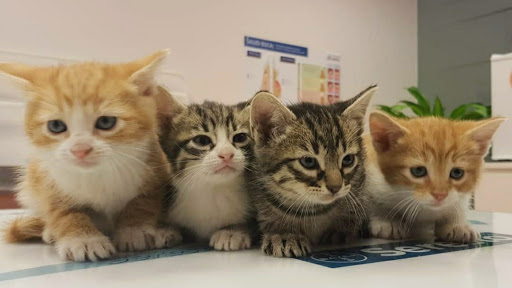 Clínica Veterinaria Jarama en Fuente el Saz de Jarama