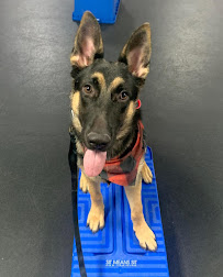 Sit Means Sit - Frederick, Rockville & Potomac MD - Photo 3 - Car repair in Frederick, MD, Frederick