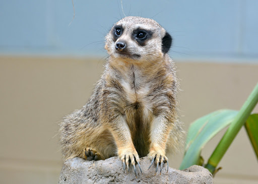 Zoo «Zoo Atlanta», reviews and photos, 800 Cherokee Ave SE, Atlanta, GA 30315, USA