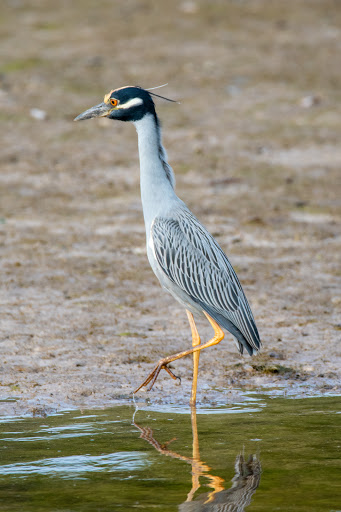 Wildlife Refuge «Ding Darling Wildlife Refuge», reviews and photos, 1 Wildlife Dr, Sanibel, FL 33957, USA