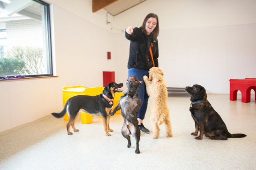 The Dog Stop - Trussville, Birmingham