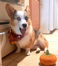 Sunshine City Pets - Photo 3 - Car repair in St. Petersburg, FL, St. Petersburg