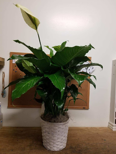 Florist «The Flower Shop», reviews and photos, 2501 Ave P, Fort Pierce, FL 34947, USA