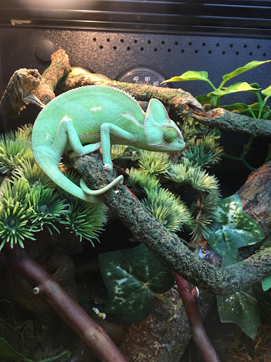 Pet Supply Store «PetSmart», reviews and photos, 1800 Evans Rd, Melbourne, FL 32904, USA