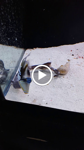 Aquarium «Marine EXTREMES», reviews and photos, 6257 E 21st St N, Wichita, KS 67208, USA