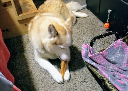 Pet Supply Store «Pet Supplies Plus», reviews and photos, 1262 OH-303, Streetsboro, OH 44241, USA