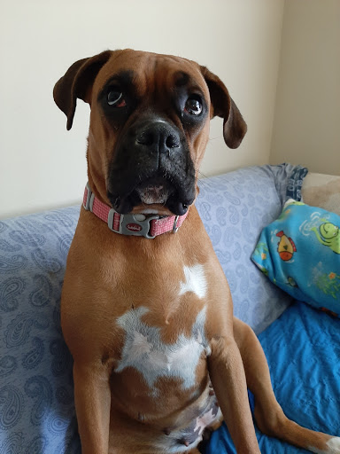 Pet Supply Store «All About Dogs & Cats LLC», reviews and photos, 1429 S Glenstone Ave, Springfield, MO 65804, USA