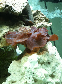 TnT Saltwater Aquariums - Photo 8 - Car repair in Raeford, NC, Fayetteville