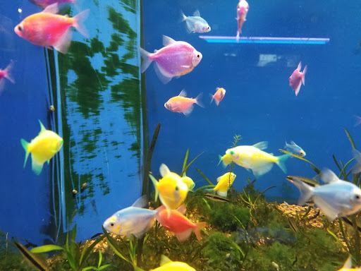 Pet Store «Critter Cabana - Wilsonville», reviews and photos, 8406 SW Main St #200, Wilsonville, OR 97070, USA