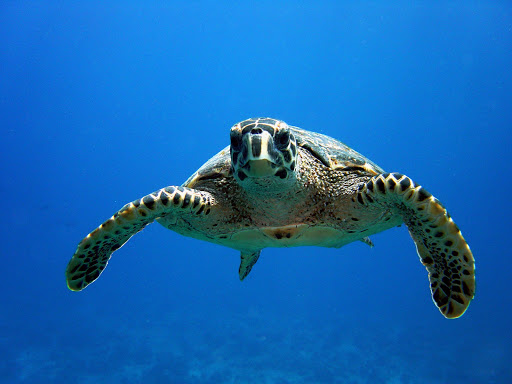 Travel Agency «Lugos Travel Incorporated», reviews and photos, 3825 Florida Ave S #2, Lakeland, FL 33813, USA