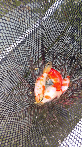 Pet Supply Store «Sellwood Pet Supply», reviews and photos, 8334 SE 17th Ave, Portland, OR 97202, USA