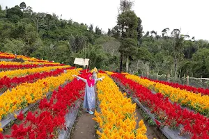 Wisata Taman Bunga Celosia image