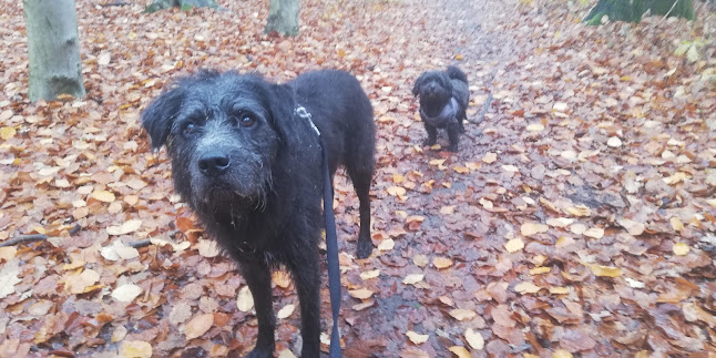 mensch zu hund - Hundeschule