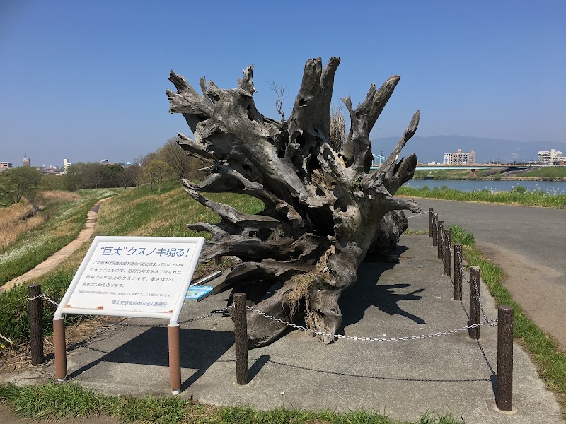 昭和28年筑後川大水害流木