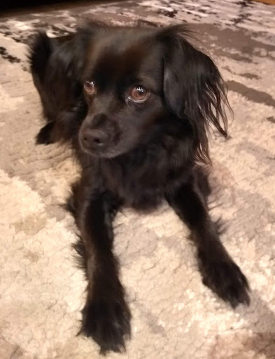 Pet Supply Store «Mud Bay», reviews and photos, 11700 Mukilteo Speedway, Mukilteo, WA 98275, USA